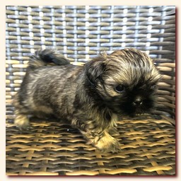 ����� ��-��� �������