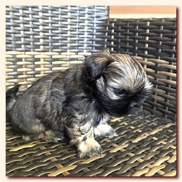 ����� ��-��� �������