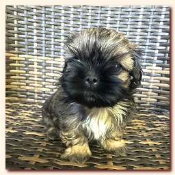 ����� ��-��� �������