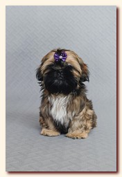 ����� ��-��� �������