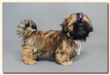 ����� ��-��� �������