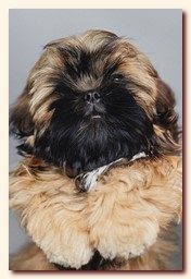 ����� ��-��� �������