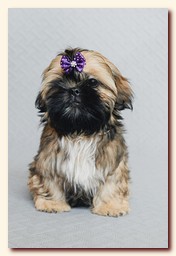 ����� ��-��� �������