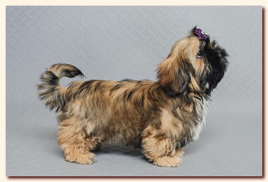 ����� ��-��� �������