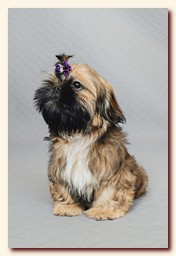 ����� ��-��� �������