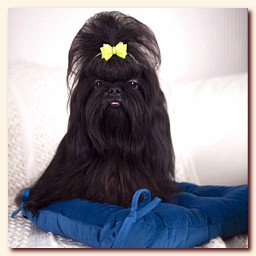 ���� ������ ��-��� �������� �������