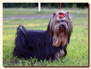 yorkshire terrier Amber York X-Ray,  , , 