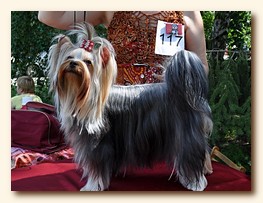 yorkshire terrier from Irikids SWEET BABY OF SHANGAI