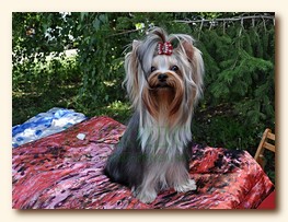 yorkshire terrier from Irikids SWEET BABY OF SHANGAI