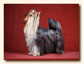 yorkshire terrier SWEET BABY OF SHANGAI