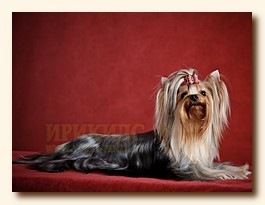 yorkshire terrier SWEET BABY OF SHANGAI