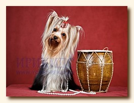 yorkshire terrier from Irikids SWEET BABY OF SHANGAI