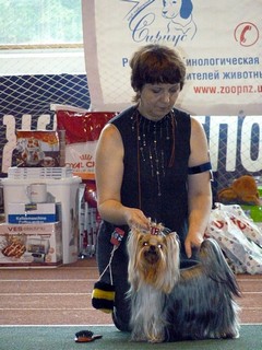 Свитти, питомник йоркширских терьеров Ирикидс, CAC, CW, КЧФ, ЛС, ЛПП (BOB), BIG-1, BIS-3