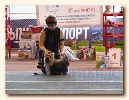 yorkshire terrier SWEET BABY OF SHANGAI from Irikids, CAC, CW, КЧФ, ЛС, ЛПП (BOB), BIG-1, BIS-3