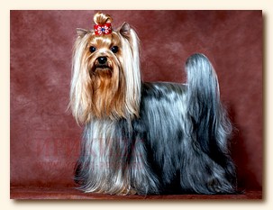 yorkshire terrier SWEET BABY OF SHANGAI, питомник йорков, Ирикидс, Пенза