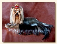 yorkshire terrier SWEET BABY OF SHANGAI, питомник йорков, Ирикидс, Пенза