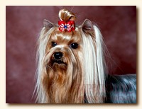 yorkshire terrier SWEET BABY OF SHANGAI, питомник йорков, Ирикидс, Пенза