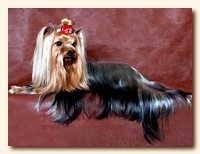 yorkshire terrier SWEET BABY OF SHANGAI, питомник йорков, Ирикидс, Пенза