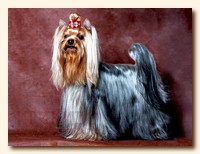 yorkshire terrier SWEET BABY OF SHANGAI, питомник йорков, Ирикидс, Пенза