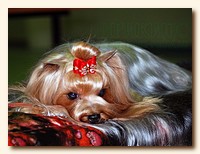 yorkshire terrier SWEET BABY OF SHANGAI, питомник йорков, Ирикидс, Пенза