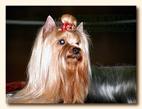 yorkshire terrier SWEET BABY OF SHANGAI, питомник йорков, Ирикидс, Пенза