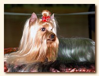 yorkshire terrier SWEET BABY OF SHANGAI, питомник йорков, Ирикидс, Пенза