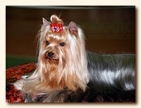 yorkshire terrier SWEET BABY OF SHANGAI, питомник йорков, Ирикидс, Пенза